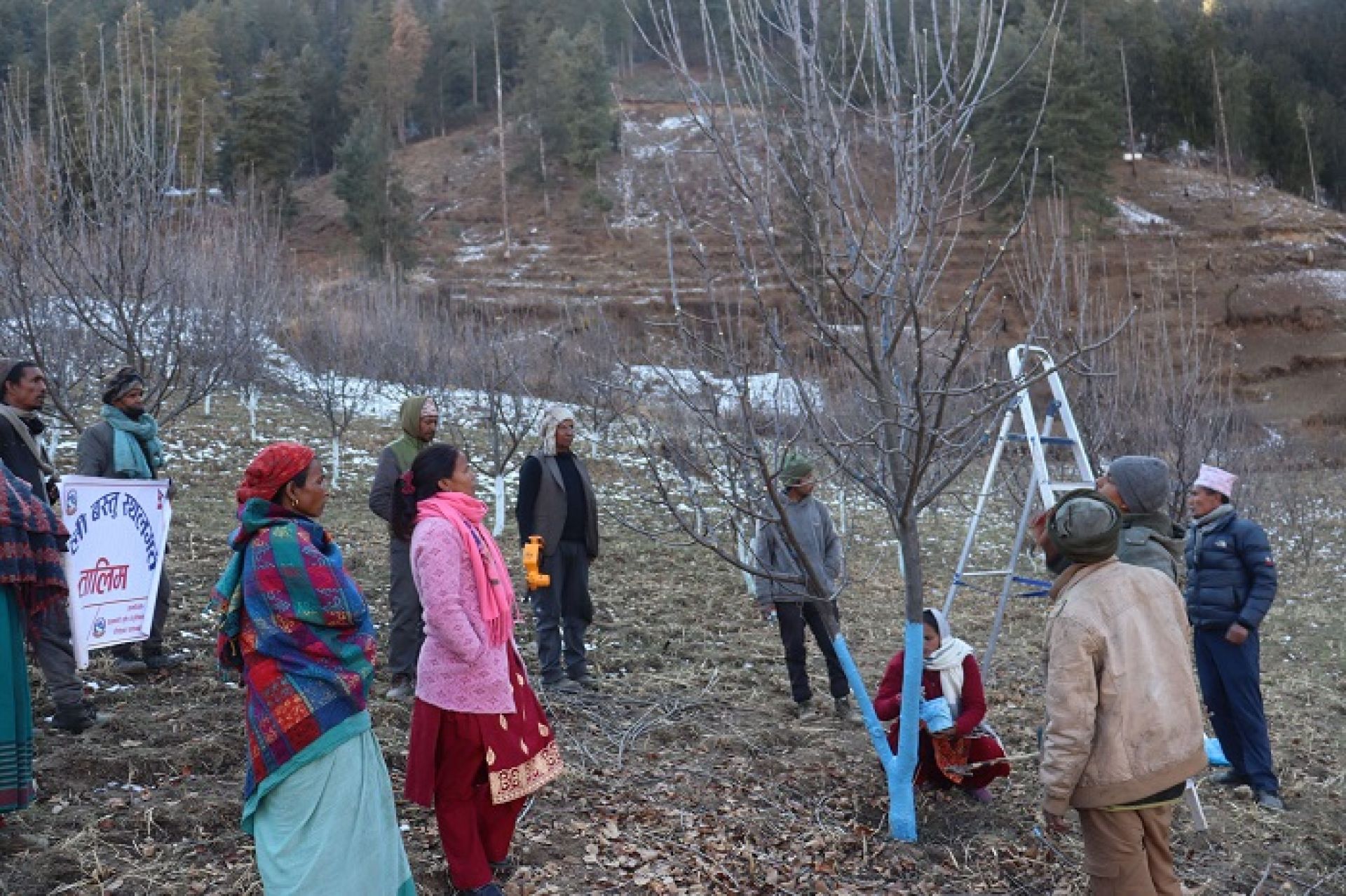 मुगुका कृषक स्याउ खेतीमा आकर्षित, प्राविधिक ज्ञानको अभाव